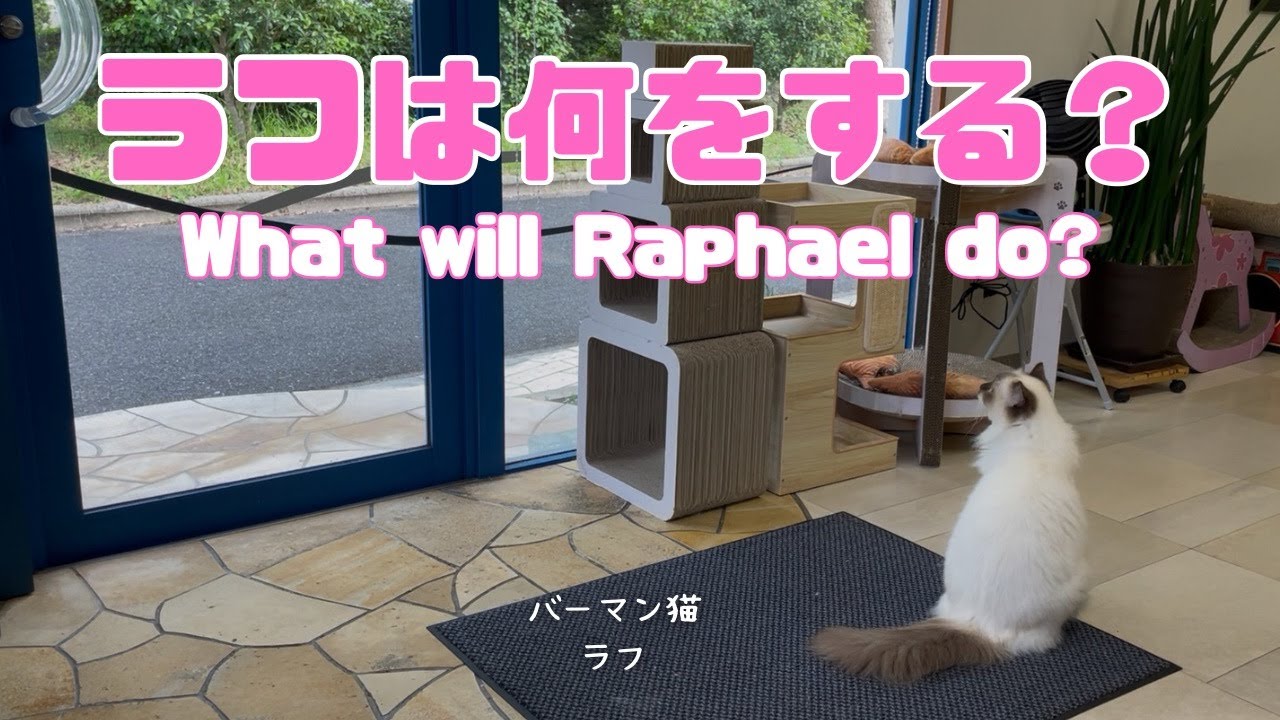 バーマン猫ラフ【ラフは何をする？】What will Raphael do?（バーマン猫）Birman/Cat