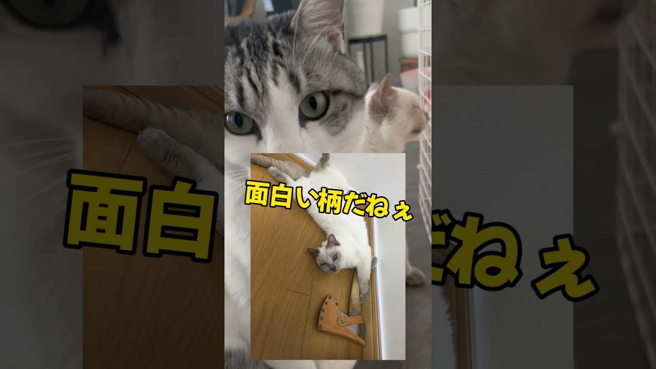 シャム系猫の美容問題#アフレコ #保護猫 #多頭飼い猫 #ねこ #トンキニーズ #4にゃんのおしゃべりcats