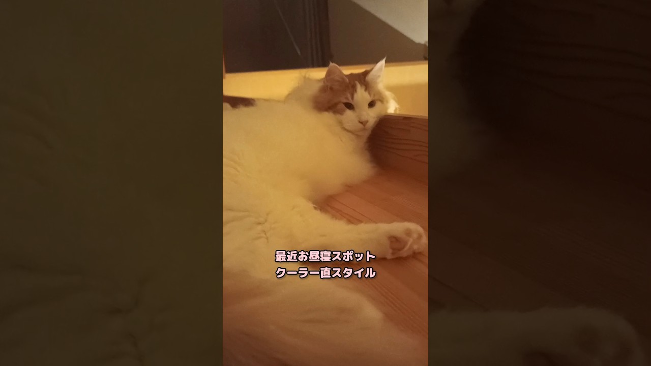 風邪引くって！ #メインクーン #猫 #猫のいる暮らし#cat #mainecoon #catlover​  #catshorts​ #cute​ #cutecat​ #fyp​