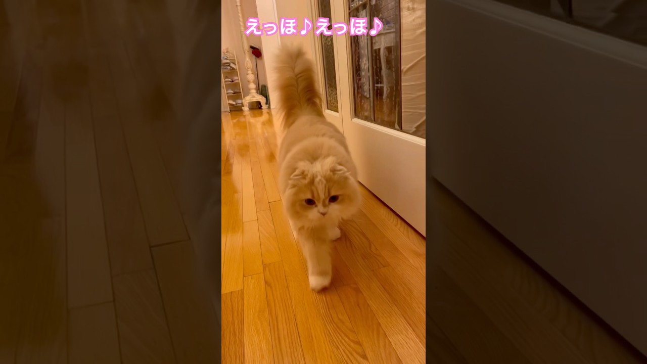 みんなに伝えなきゃ！#エッホエッホの歌#スコティッシュフォールド #猫動画#猫かわいい#cat #shorts