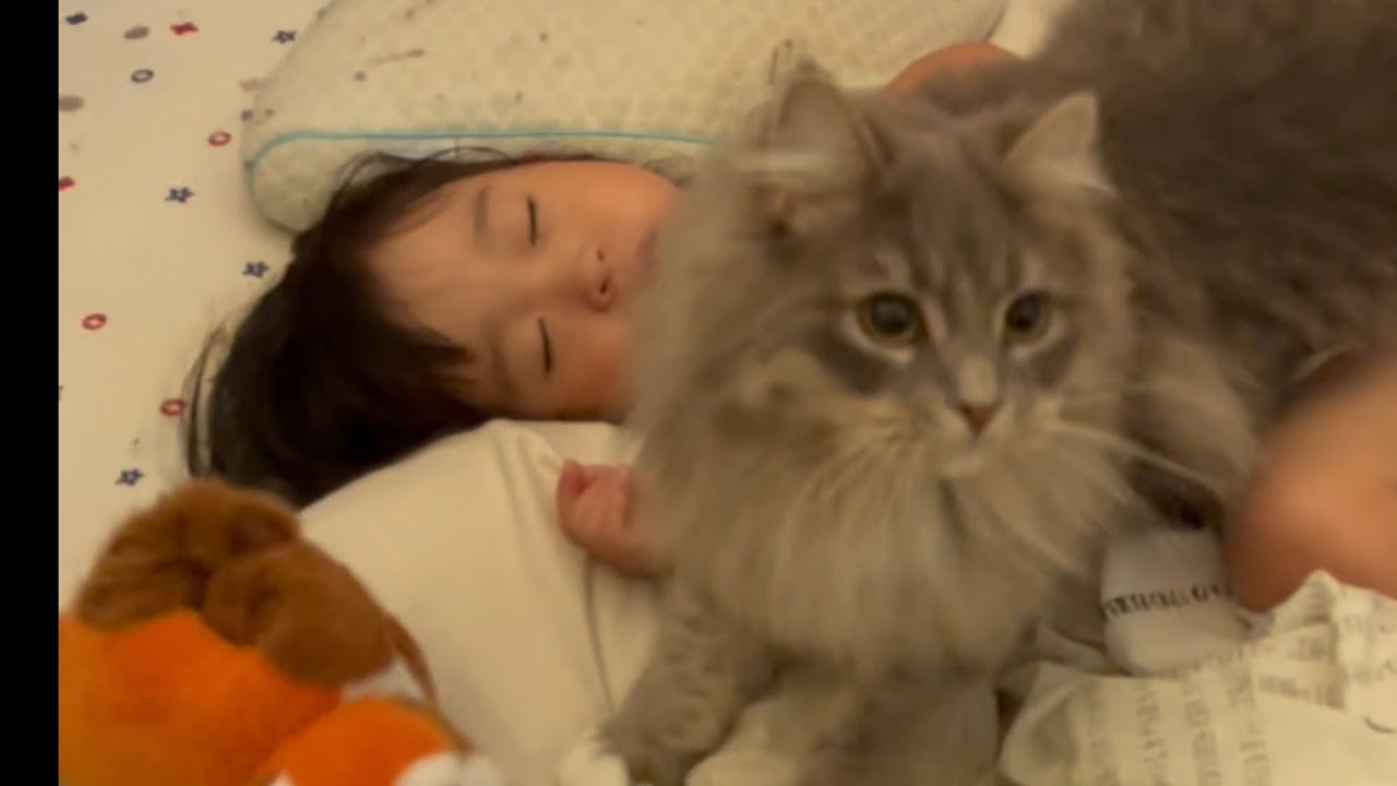 幼児に遠慮する猫とまったく遠慮ない猫　サイベリアン