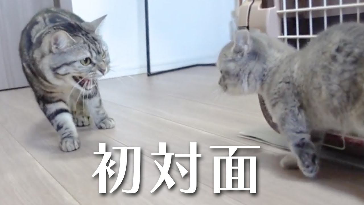 【アメリカンショートヘアー】先住猫と新入り子猫が初対面しました！【マンチカン】