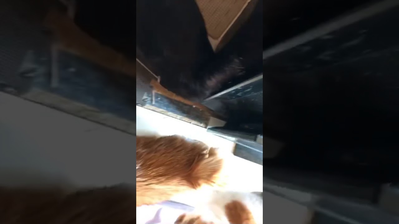 プリン🐈の ジャパニーズボブテイルの尻尾とかまったり(*˘︶˘*).｡.:*♡