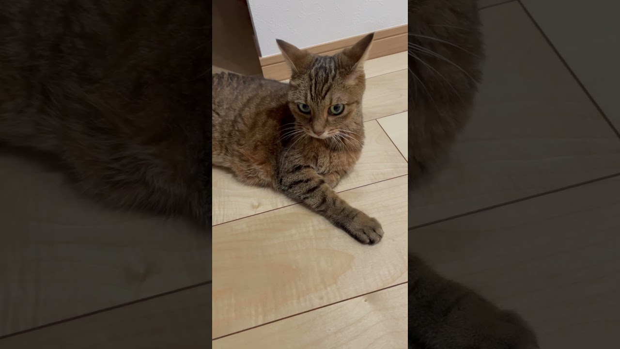 #猫#cat #きじとら猫 #日本猫 #shorts