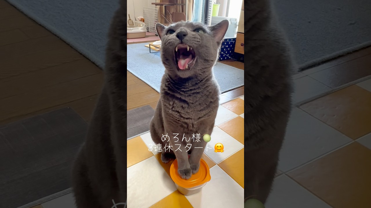 【ロシアンブルー】めろんは連休関係なく..きっちりルーティーンです🤗【猫】#shorts