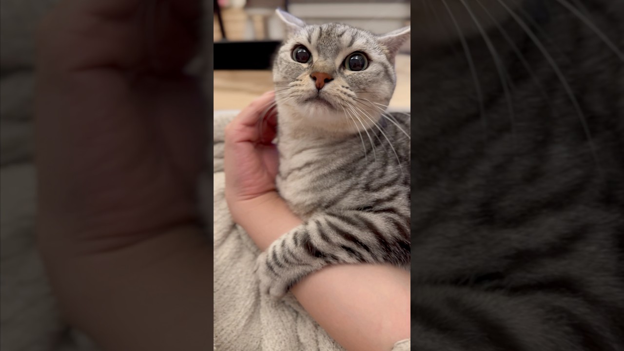 パパの腕に巻きつくマンチカンwww #shorts #猫 #cat