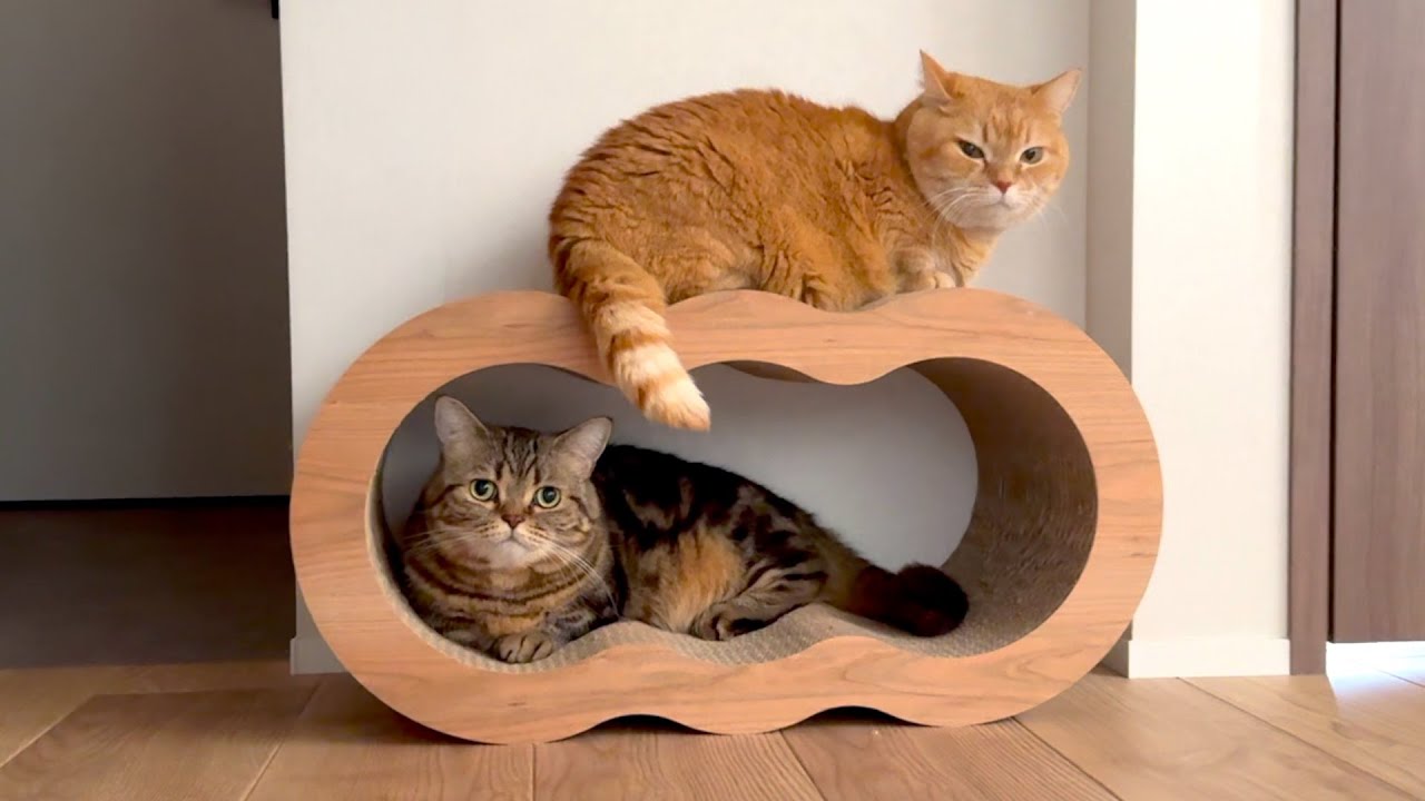 猫の２段ベッドが可愛すぎる！