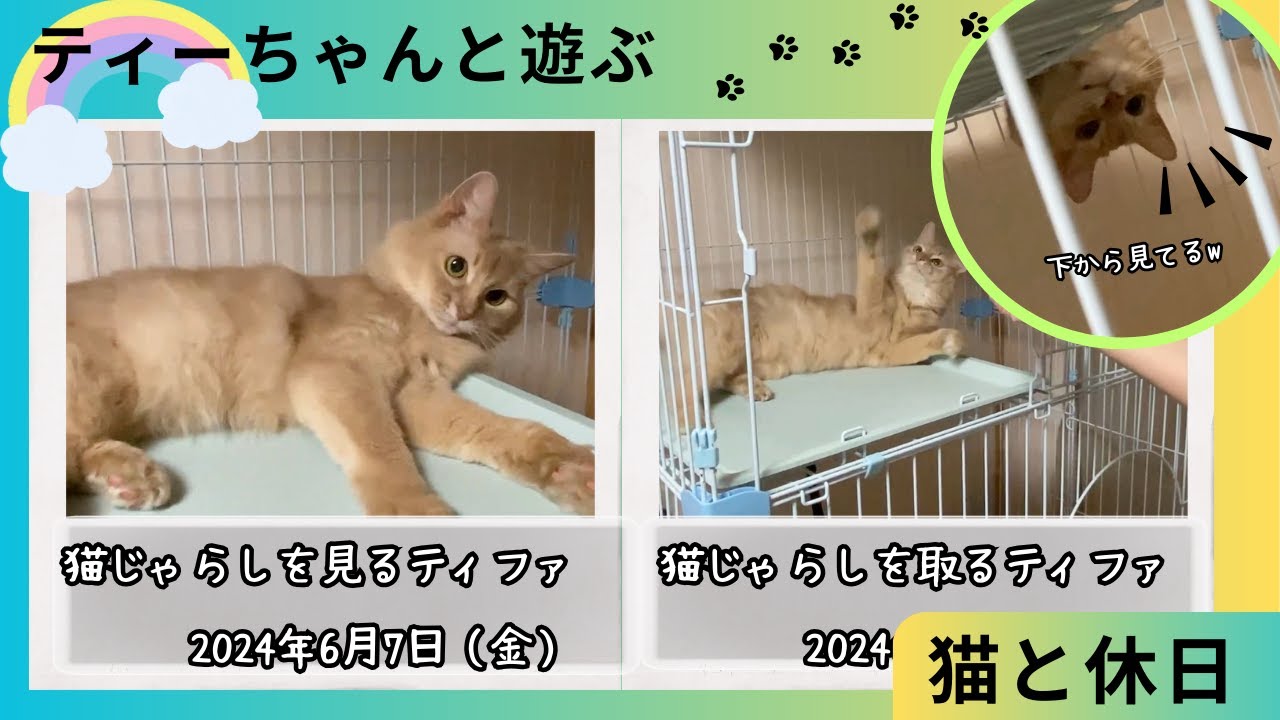 あまり気乗りしないけど遊んでくれる猫🐱#猫#ソマリ