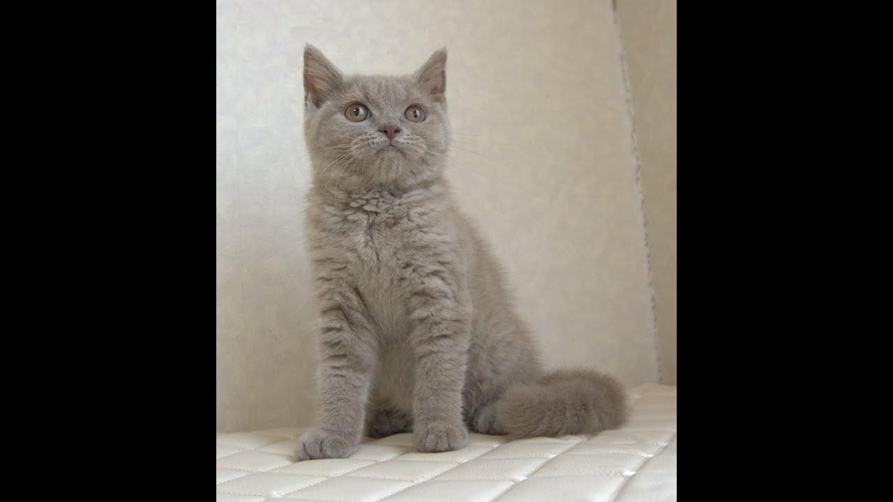 ブリティッシュショートヘアー子猫　British Shorthair　2025.4.4産まれ　ライラックタビー　女の子　シーダキャット猫のお店