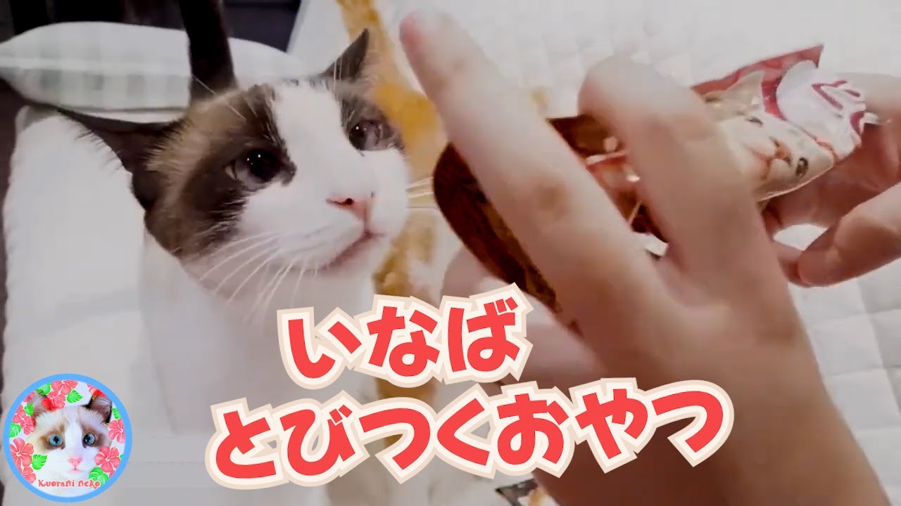 【猫おやつ】おやつと姉さんの指を間違えてしまうデブ猫 A fat cat mistook a snack for its owner's finger and bit into it