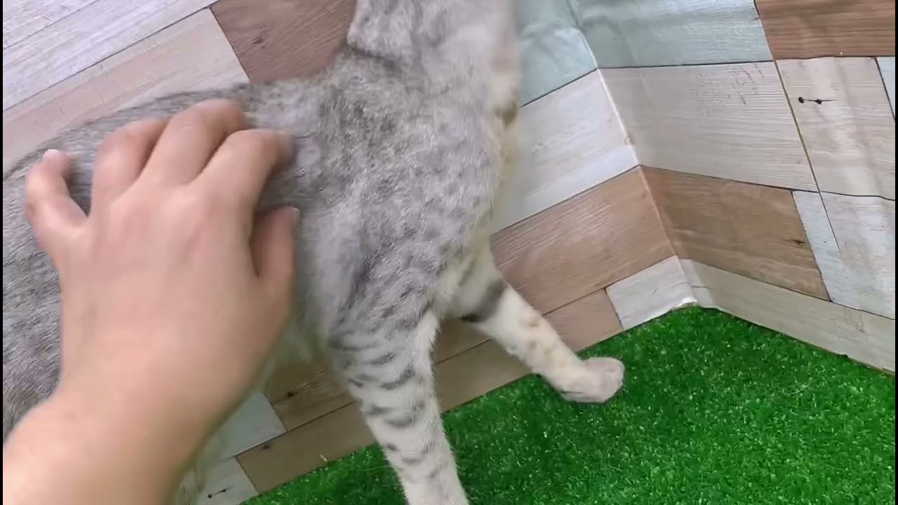 エジプシャンマウ（シルバー）クリクリ目力のあるお目目、とってもおてんばさんの女の子です