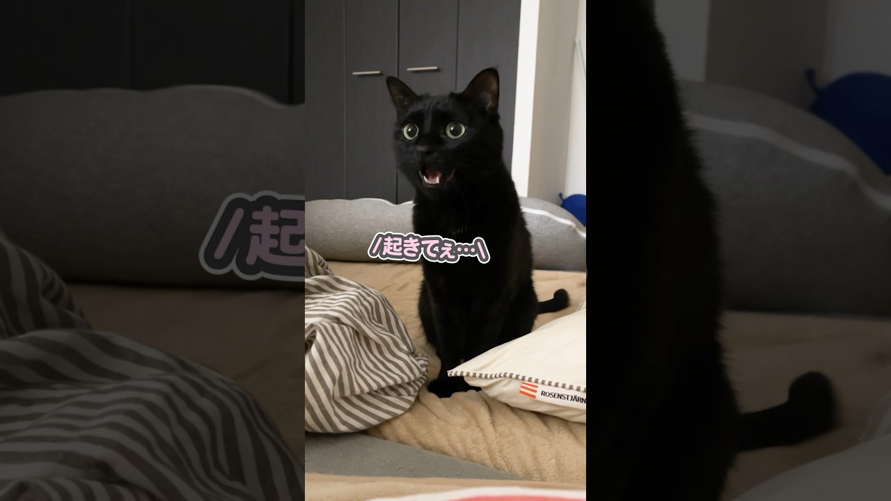 「起きてぇ…」と、大好きなパパを起こしに来る猫