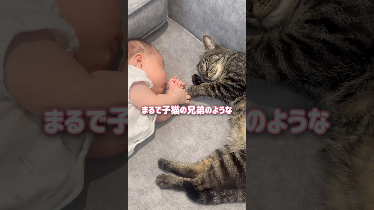 赤ちゃんと一緒に眠りたい猫が可愛すぎました【とらまる】