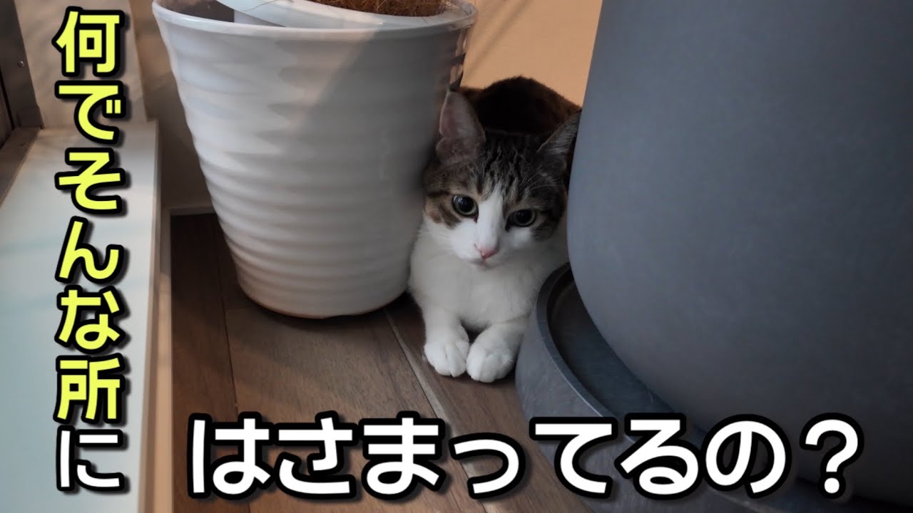 「いつもの日常猫。だけど ふとした瞬間に見せる この仕草は反則でした」
