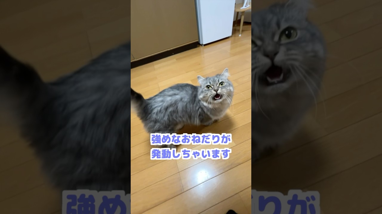モフられたい猫の本気のおねだりが可愛すぎましたw   #猫 #ねこ #ネコ #マンチカン #猫動画 #猫のいる暮らし #猫好きさんと繋がりたい #ねこのいる生活 #cat #shorts