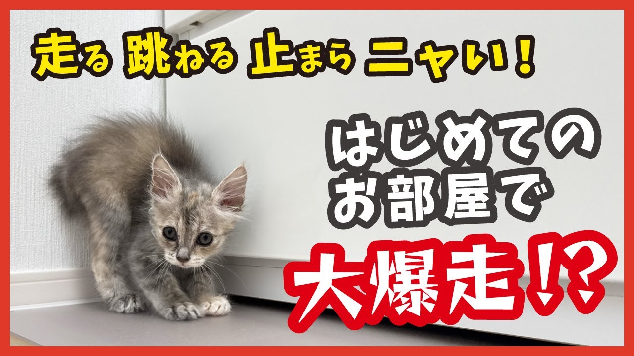 はじめてのお部屋に大はしゃぎ！保護子猫たちの全力ダッシュにドン引き？