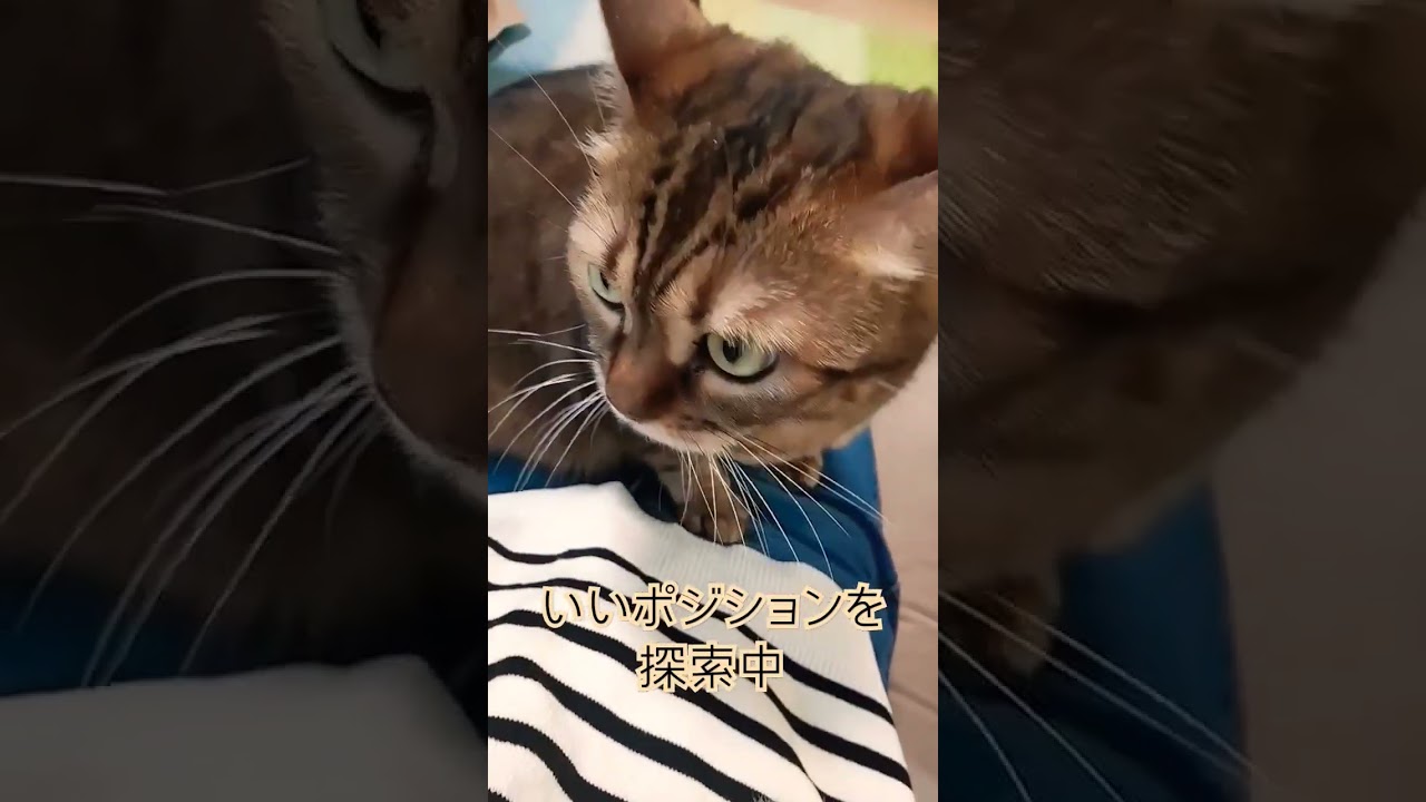 ワイルドな見た目、じつは甘えん坊　#cutecatchannel