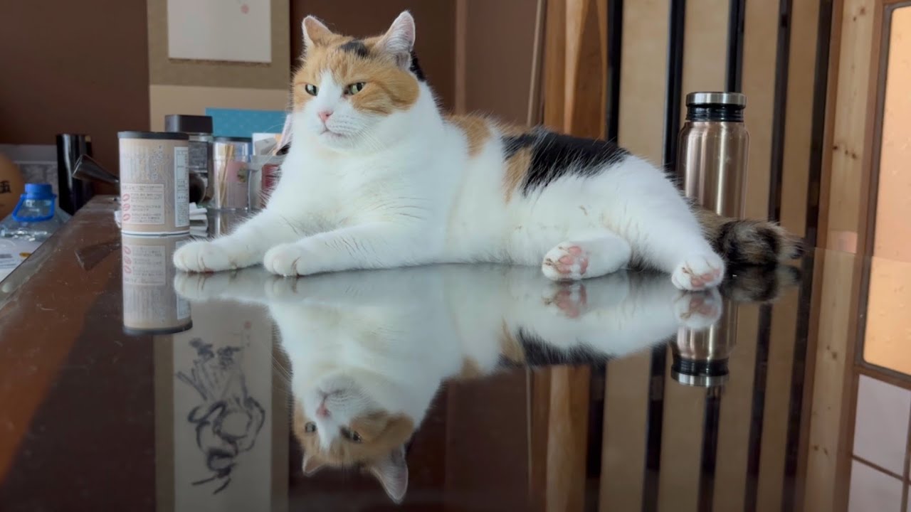 【三毛猫】スフィンクススタイルで決め顔のミケ（2025年7月25日）