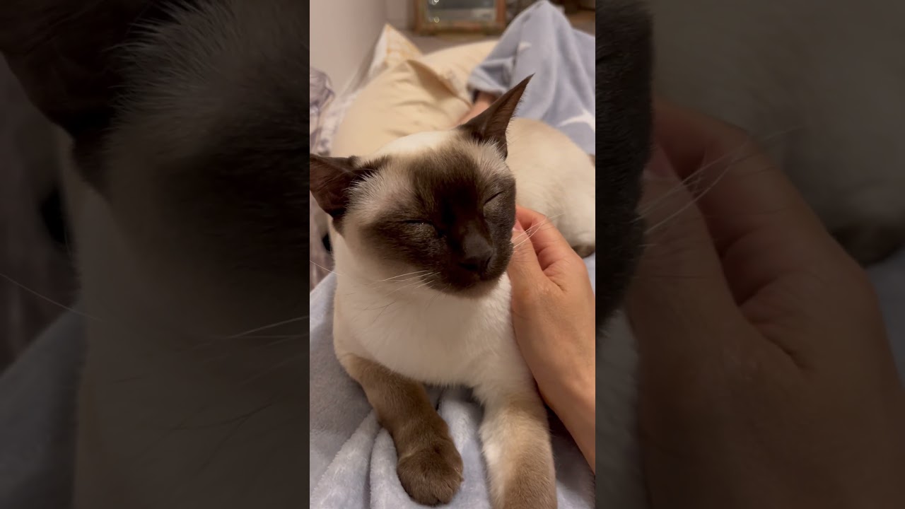 眠いニャ💤おやすみニャン#トンキニーズ #tonkinese #トンキニーズエマ#tonkinesecats #cutiecat#ねこのいる生活