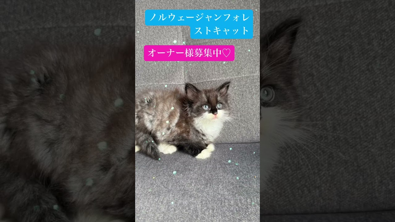 ノルウェージャンフォレストキャット ご飯が大好き♡マスクをかぶった男の子♪（毛色：ブラックスモーク&ホワイト）