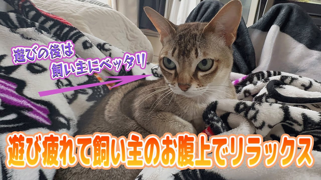 【シンガプーラ】セラ社長の甘えん坊タイム♡ 遊びの後は飼い主にべったり🫶遊んで！持ってきて！リラックス#animals   #Kitten #Singapura #catlife
