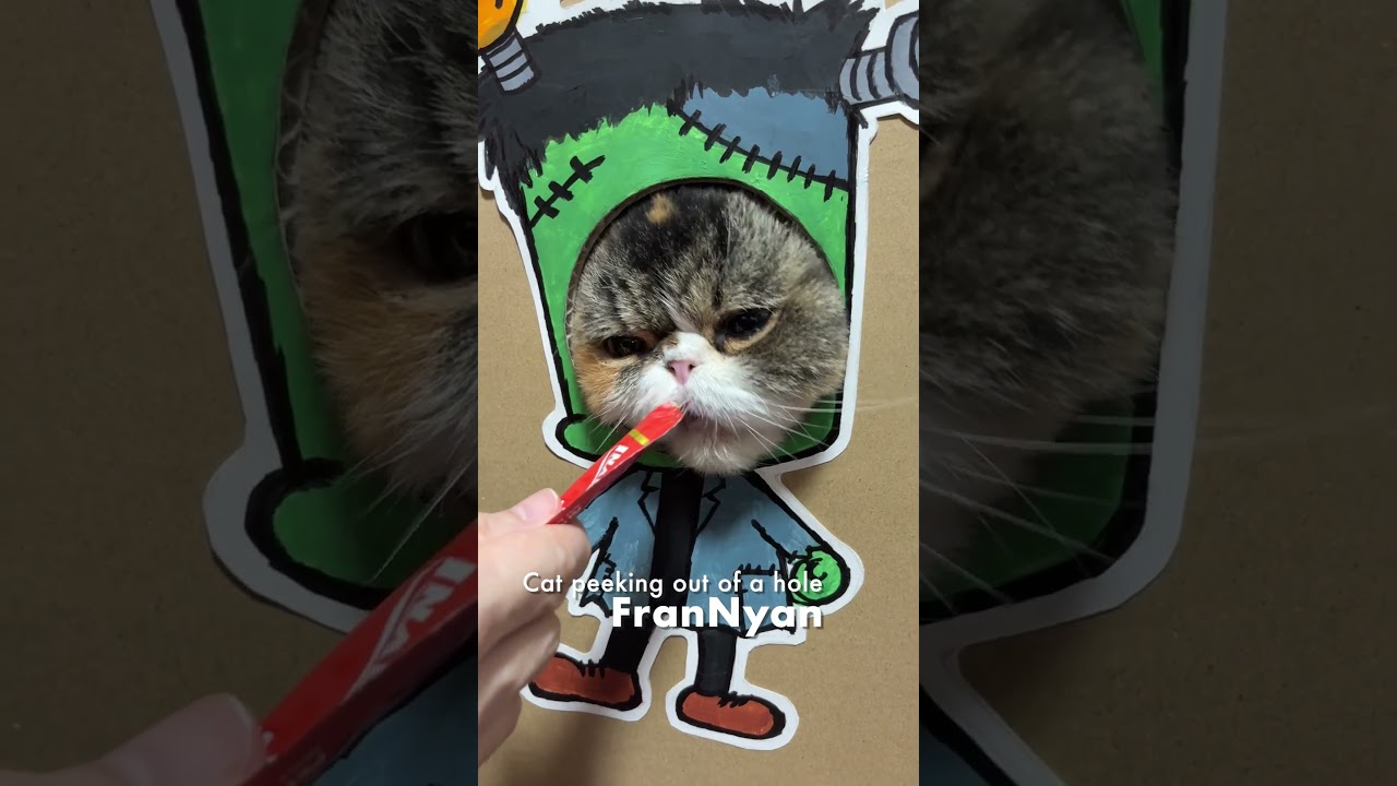 穴から覗く猫／フランにゃん