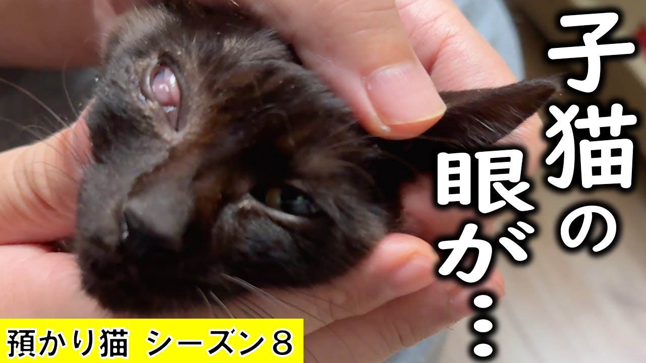 新たな預かり子猫4匹やってくる！【預かり猫 vol 8】