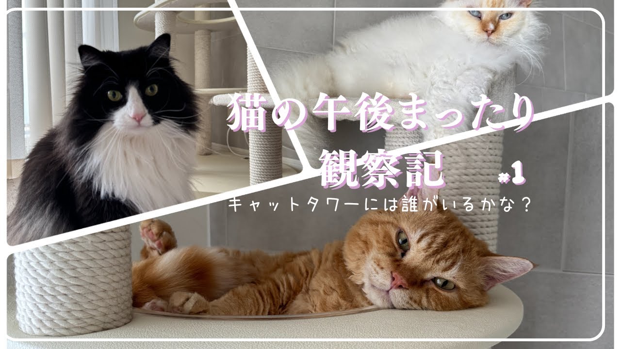 猫の午後まったり観察記 #1