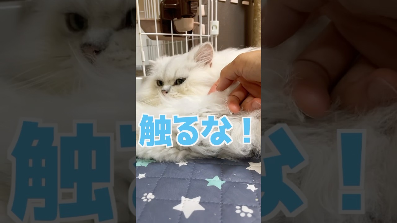 触るな❗️ぎんちゃん編#ペルシャ猫 #cat #猫好きさんと繋がりたい #猫