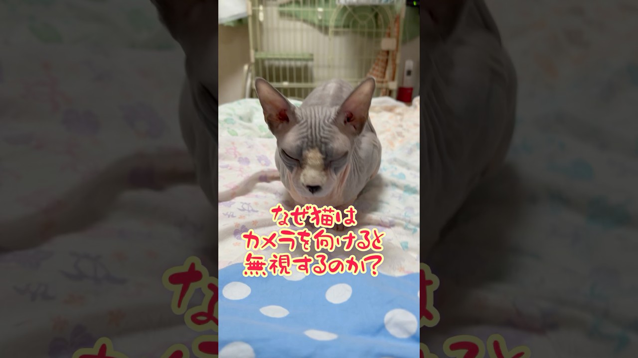 スフィンクス猫はカメラ嫌い？#shorts#cat #猫 #猫のいる暮らし #sphynx