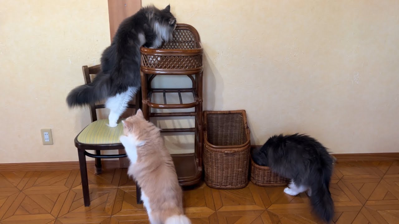 【自由♪】みんなそれぞれ思い思いに遊ぶもふ猫たち♡ノルウェージャンフォレストキャットとターキッシュアンゴラ