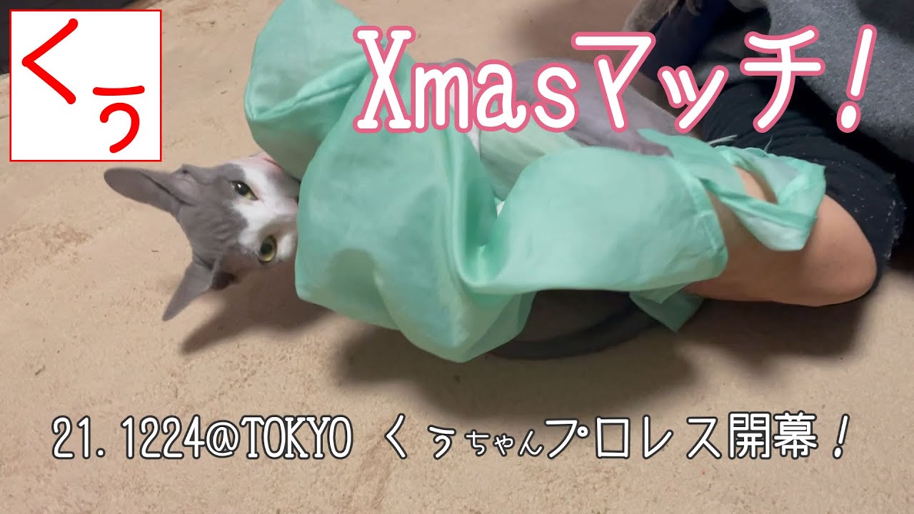 【第120話】クリスマスマッチ！？無毛猫参戦！スフィンクス猫のくぅちゃんとプロレス！！【リアルガチ】