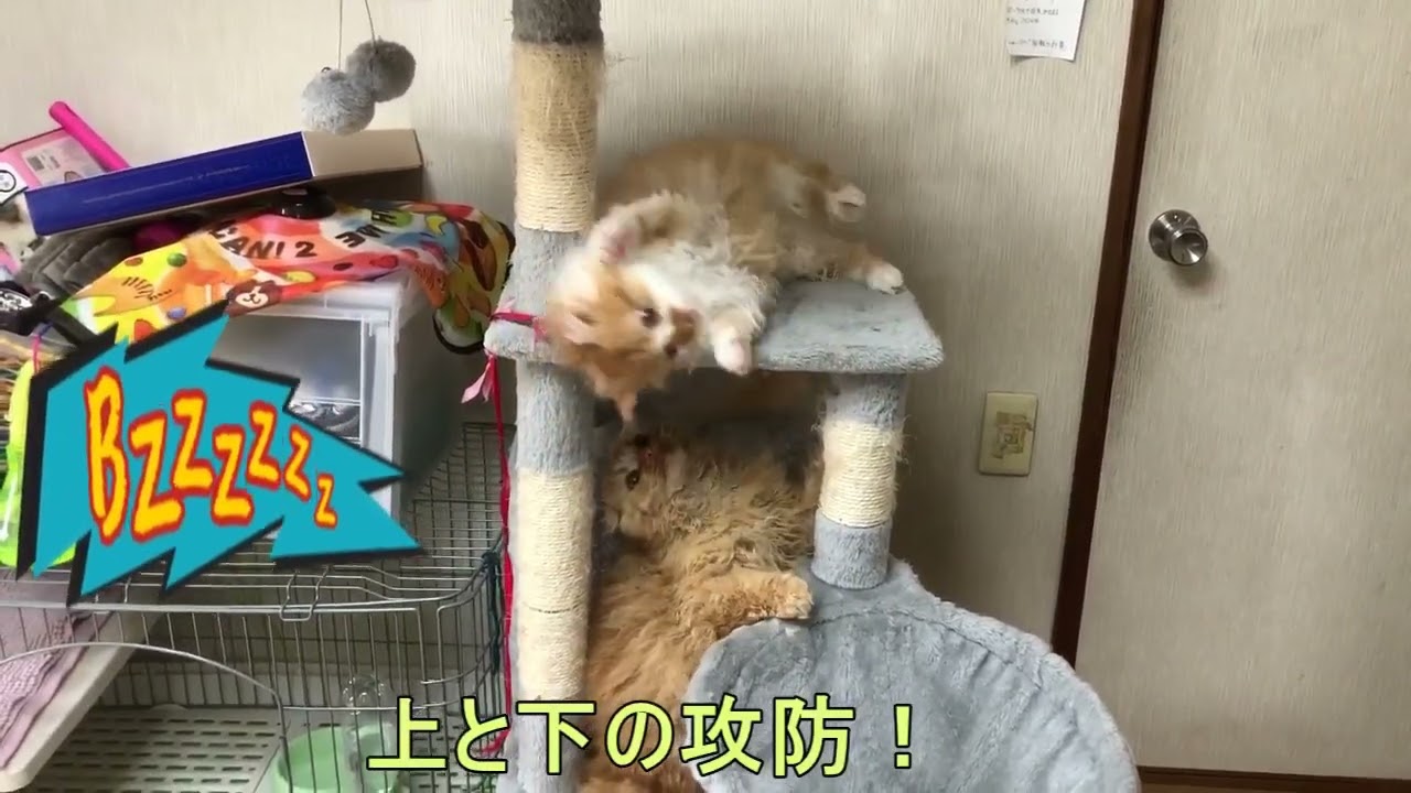 Japanese「猫の遊び方」#ネコ #アメリカ #ラパーマ #クルクル #珍しい #カワイイ #兄弟 😺🧡😊