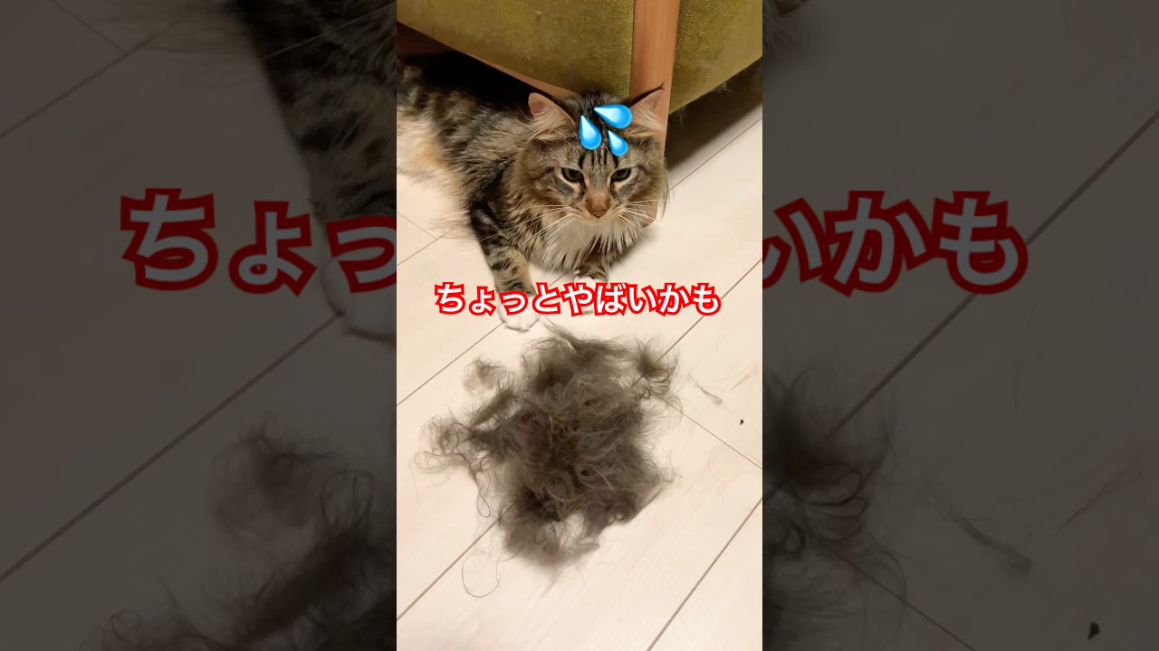 考えがズレてるメインクーン【ポニュ日記】 #猫のいる暮らし #ねこのいる生活 #cat #メインクーン #shorts #short
