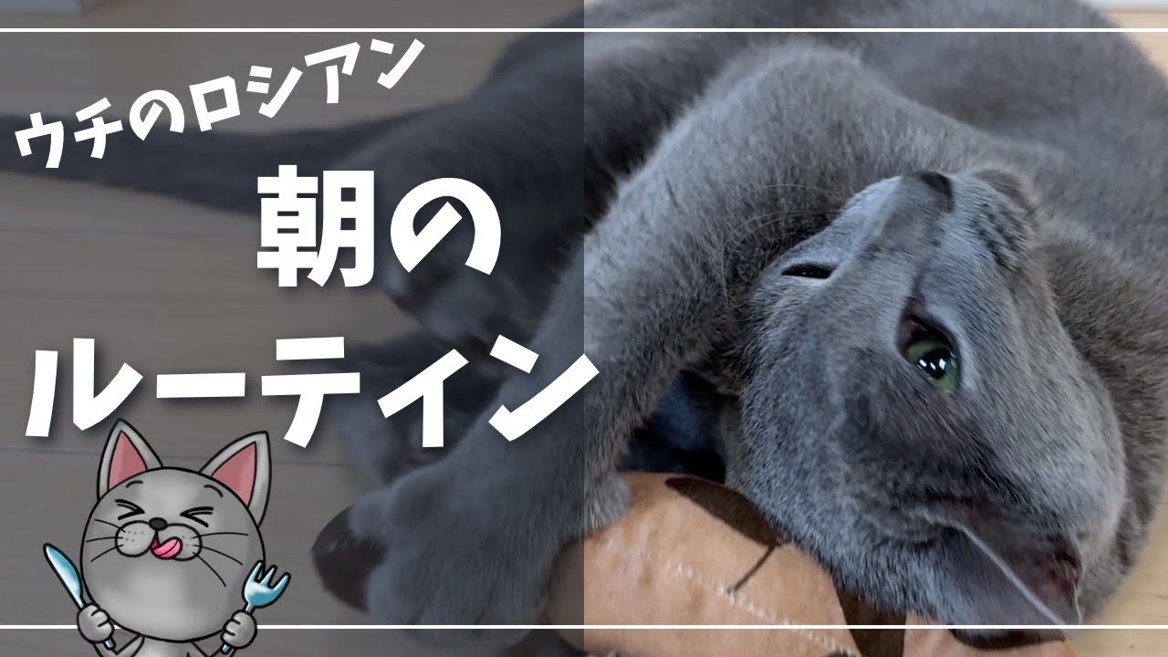 ウチのロシアンこんな猫【ロシアンブルー】