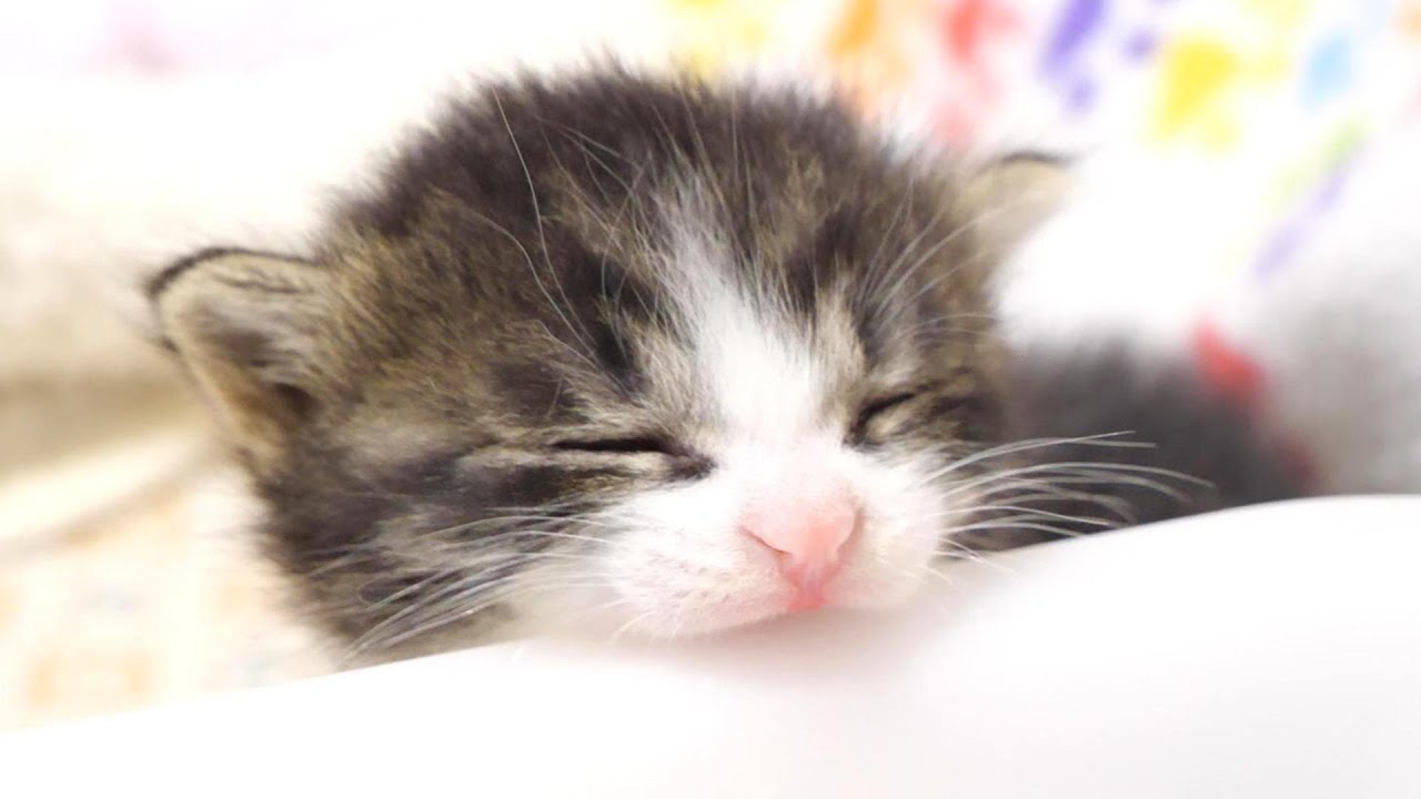 「早くミルクを！」と激おこの子猫。ゆめチコまとめ➂【赤ちゃん猫　保護猫】