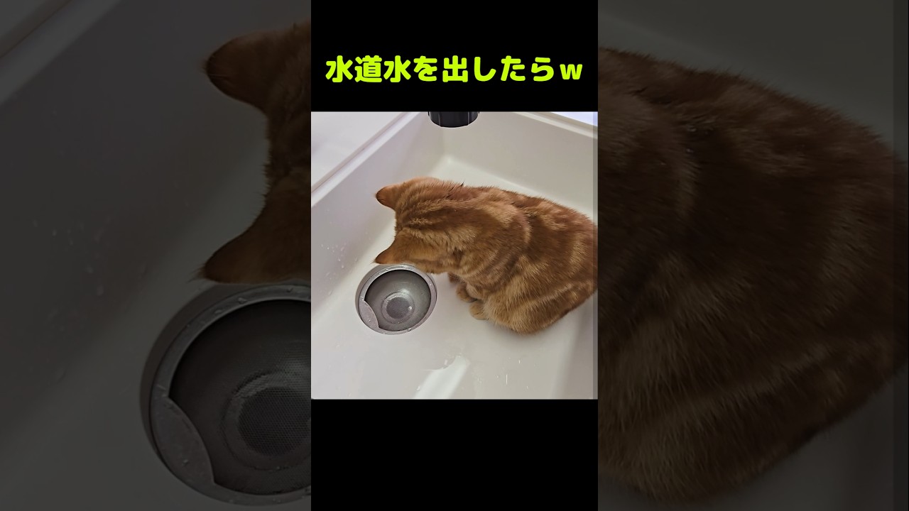 子猫がシンクから出ないので水を出したら...笑#shorts
