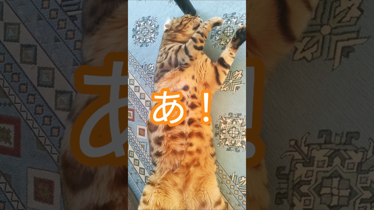 朝から癒し全開の生き物です #ベンガルネコ #cat #猫のいる暮らし #bengalcat
