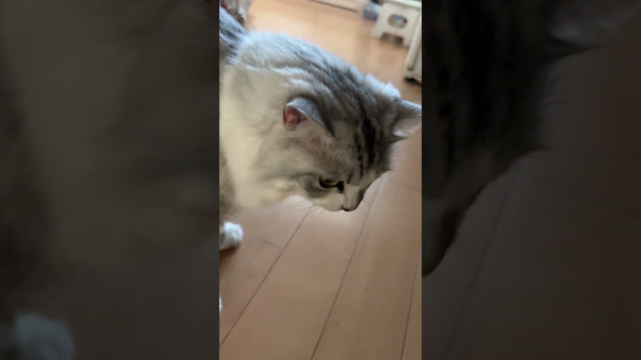 僕たち【そら】と【りく】です✨応援宜しくね🐱　#cat #ねこ #short #マンチカン #ねこ動画 #ねこのいる生活