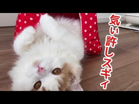 気を許しすぎた子猫の寝相が、、【スコティッシュフォールド】