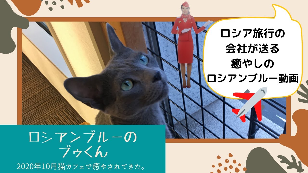 【ロシアの美しい猫】ロシアンブルーのブゥくん