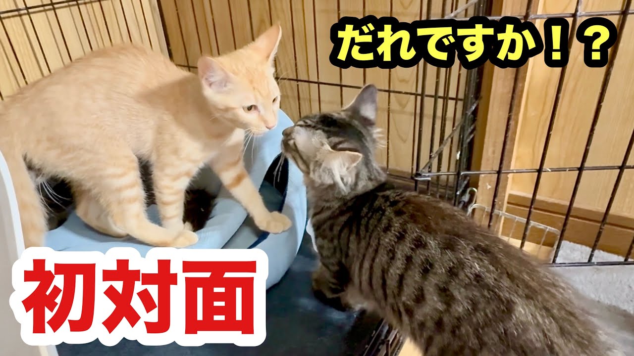 保護子猫同士の初対面にギャップが￼ありすぎた