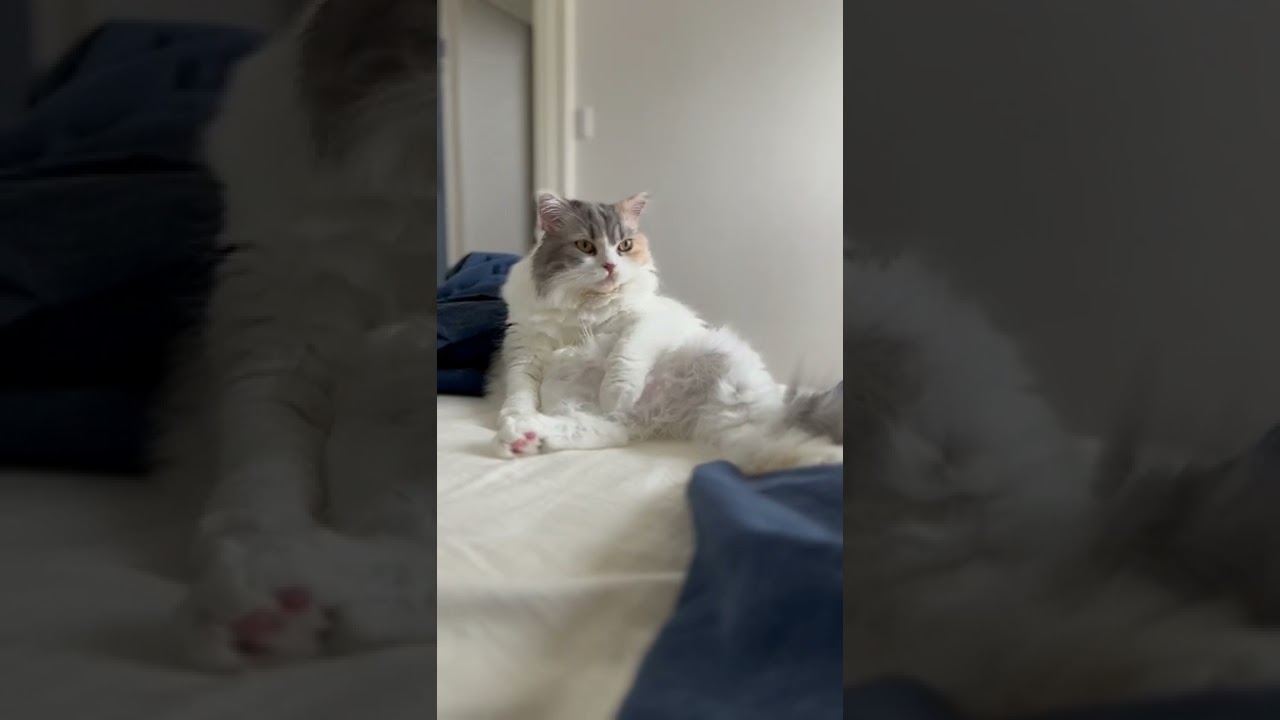 立ち耳長毛スコティッシュフォールドのおじさんみたいなスコ座り