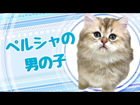 ペルシャの子猫　（平野瓜破）