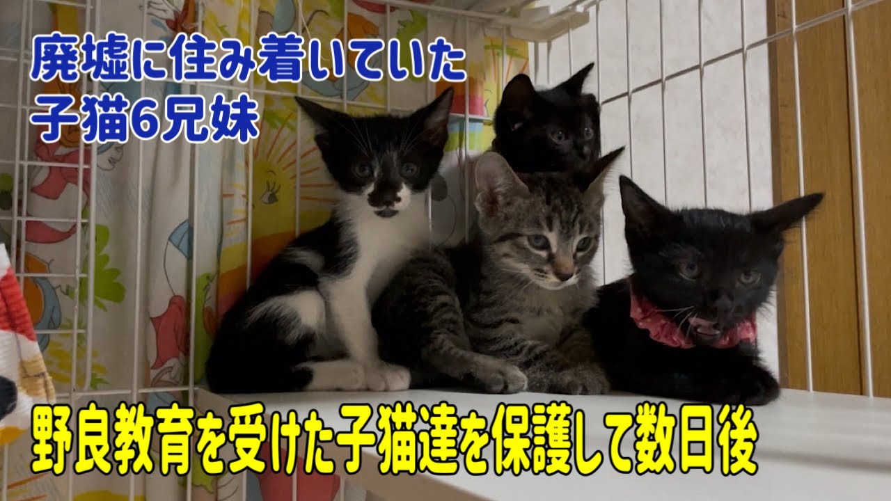 【廃墟にいた子猫6兄妹】保護した直後は威嚇しまくりでしたが…
