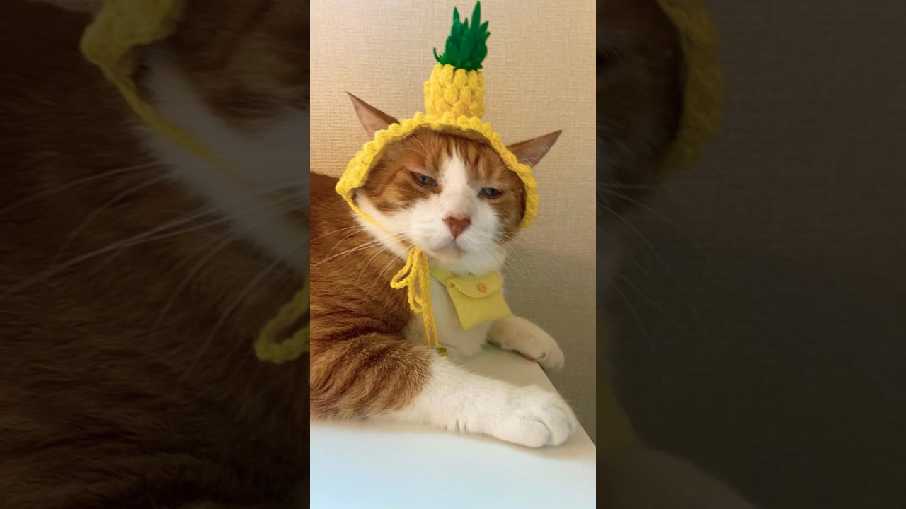 popipopipopom pineapple #cat #catsoftiktok #fyp #parati #popipo パイナップルな猫