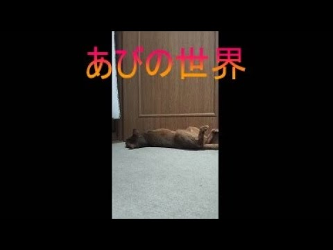 ネコ動画あび＃5095　あびの毎日　アビシニアン　あび