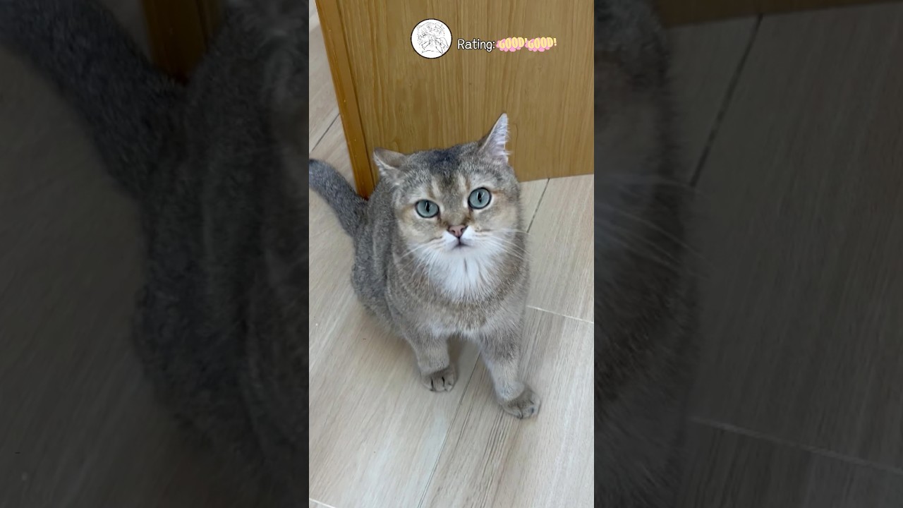She’s cute 24/7, isn’t she?#cutecat #cuteanimals #babycat #catsanddogsandalotoffun #viral #trending
