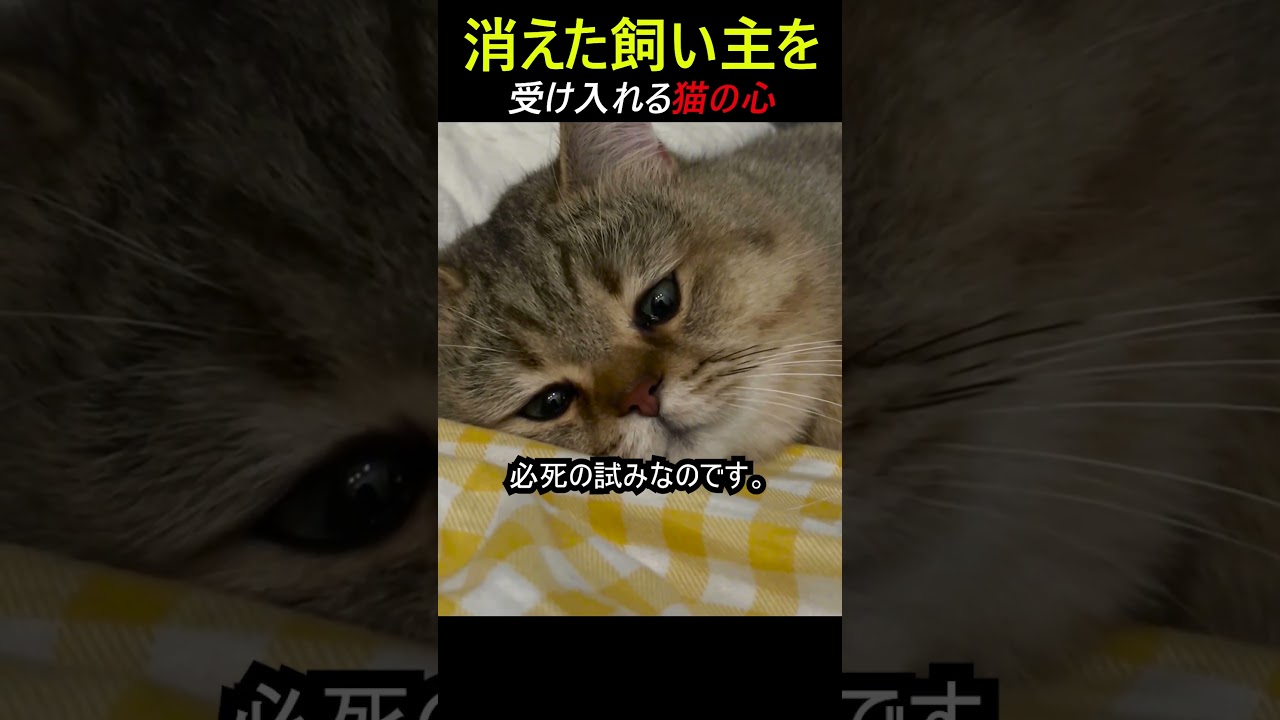 消えた飼い主を受け入れる猫の心