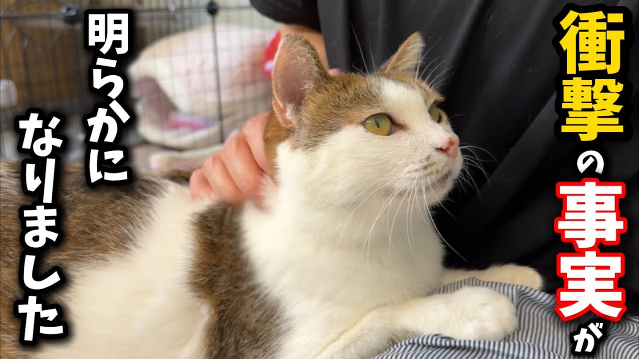 保護が難航している子猫について衝撃の事実が明らかになりました